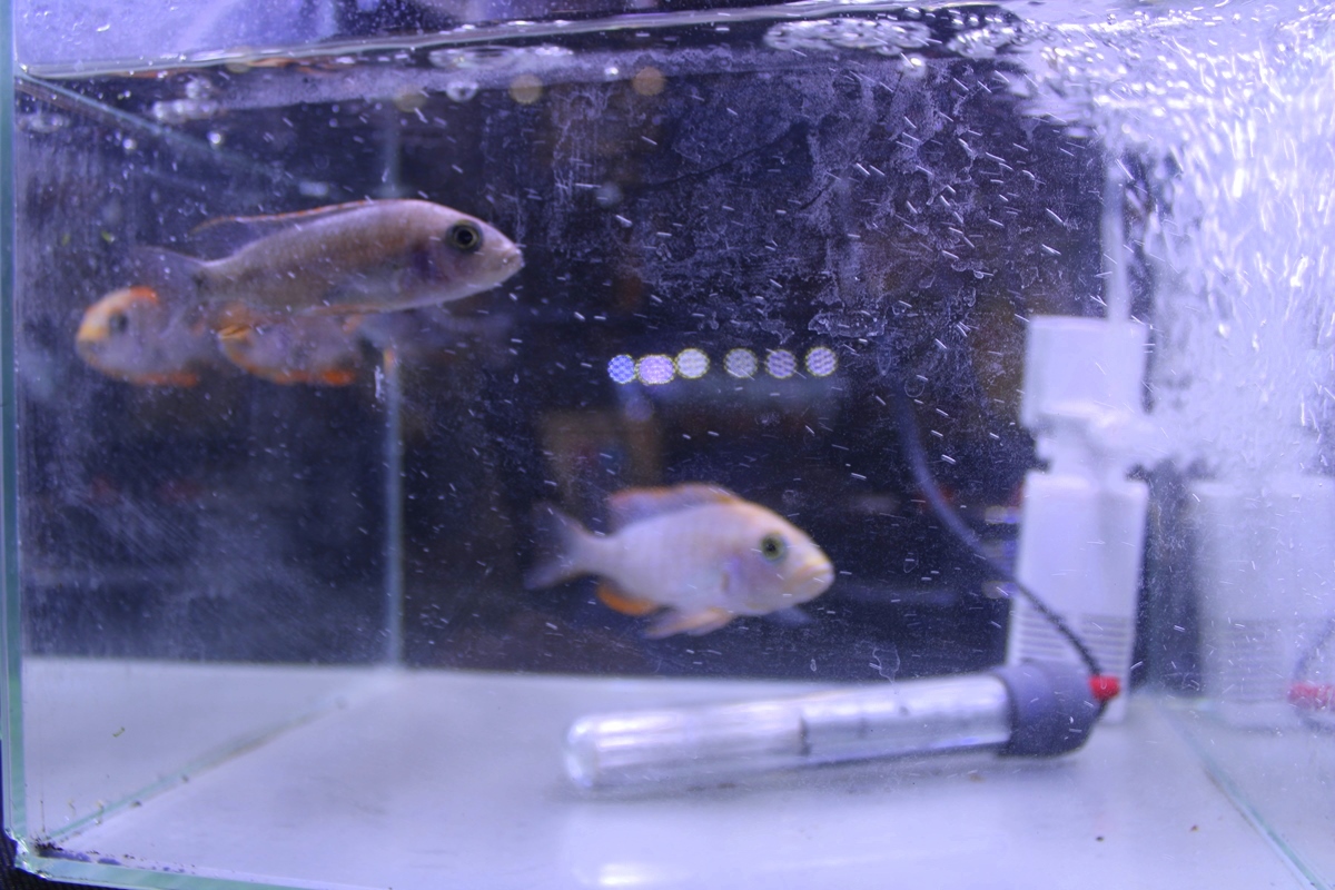 zooegzotyka