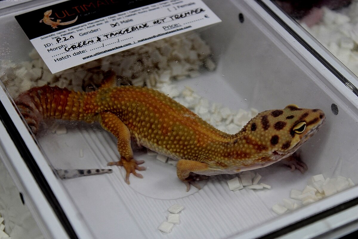 zooegzotyka