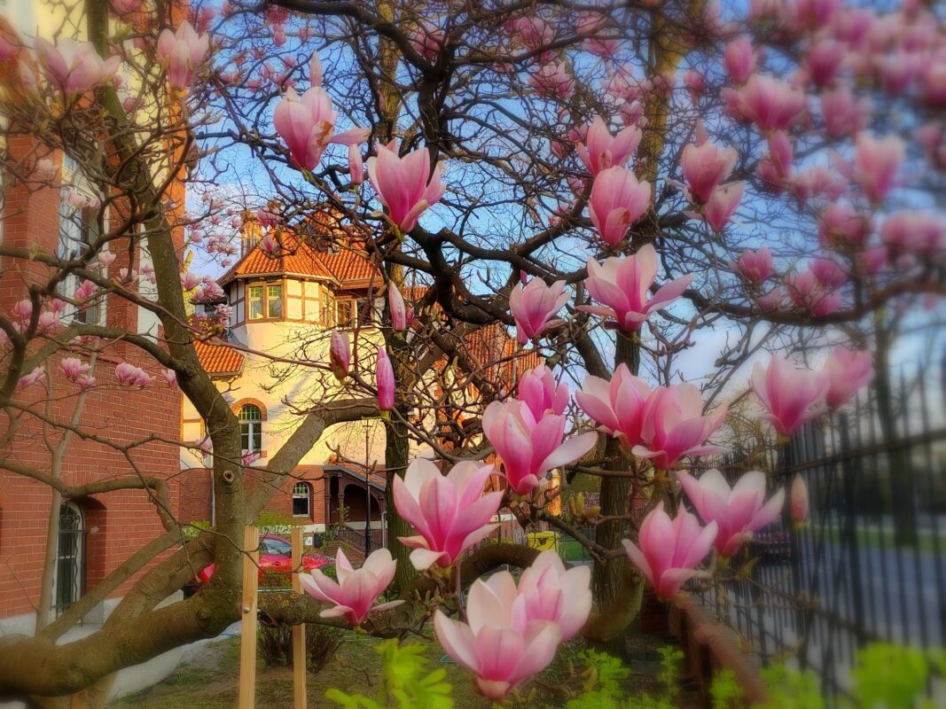 Magnolie