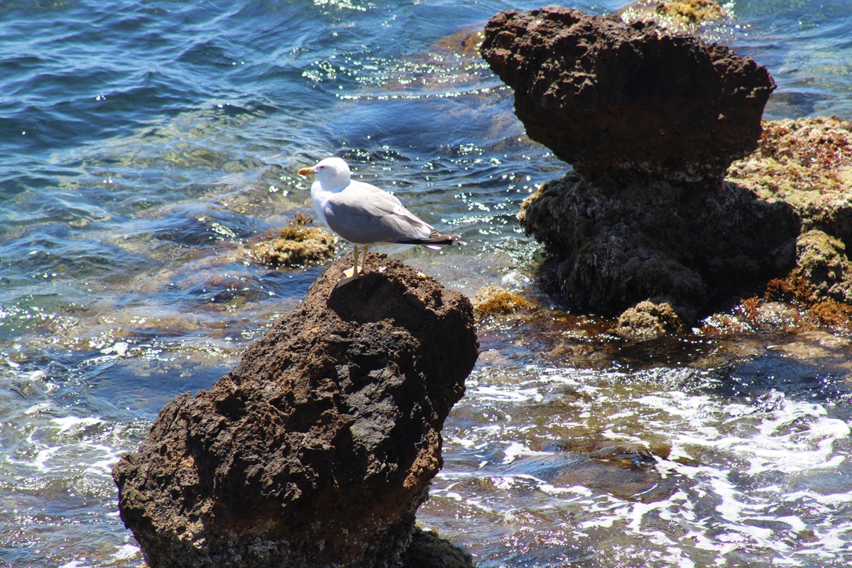 IMG 7534 Copy